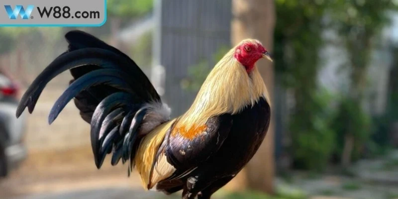 Làm Thế Nào Để Gà Đá Khỏe Mạnh, Sung Sức Khi Thi Đấu? 2 Làm thế nào để gà đá khỏe mạnh quan tâm dinh dưỡng